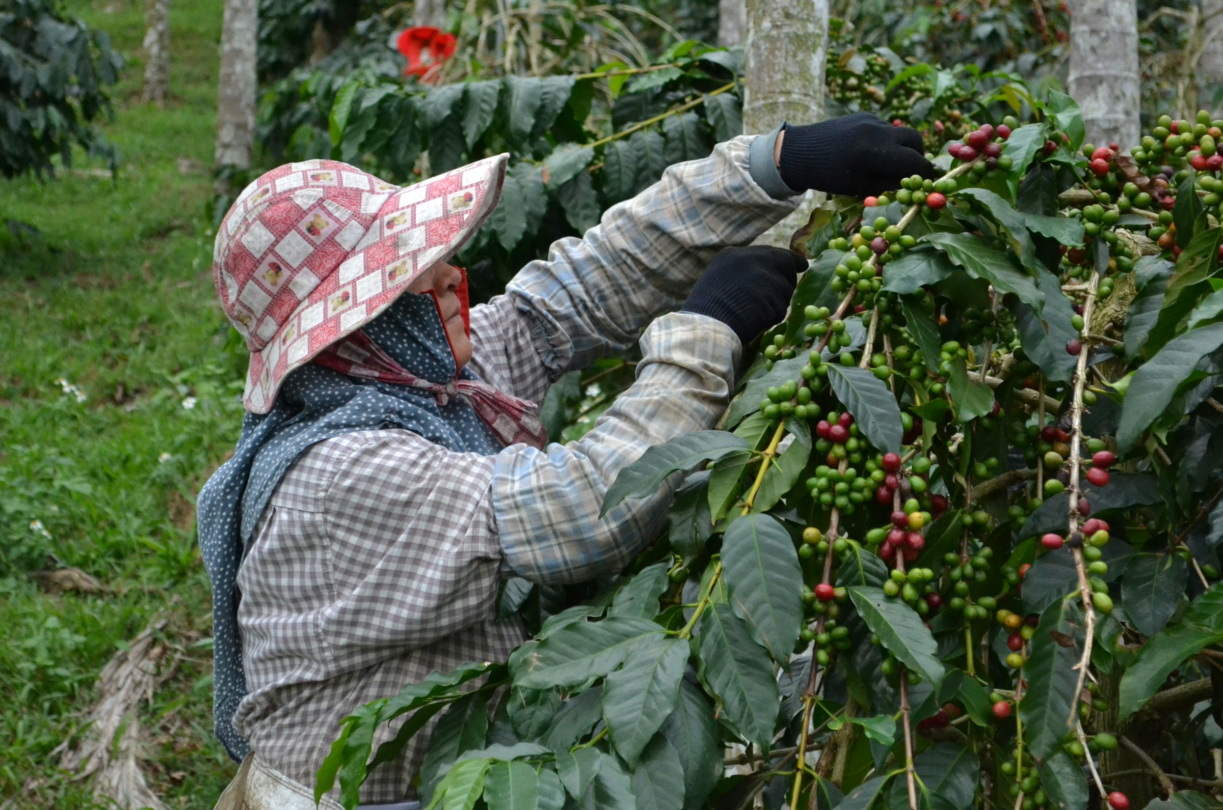 A farm worker hand-picking ripe coffee cherries